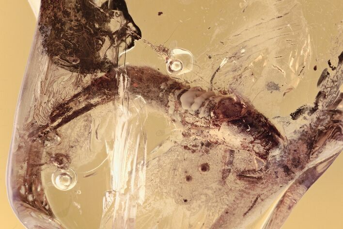 Detailed Fossil Bristletail (Machilidae) In Baltic Amber #300694